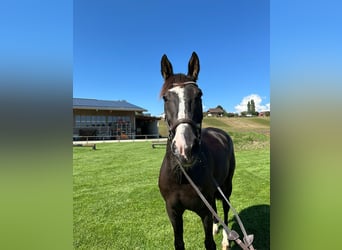 Belgisch Warmbloed, Merrie, 8 Jaar, 168 cm, Donkerbruin