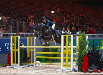 Belgisch Warmbloed, Merrie, 8 Jaar, 168 cm, Donkerbruin