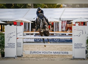 Belgisch Warmbloed, Merrie, 8 Jaar, 168 cm, Donkerbruin