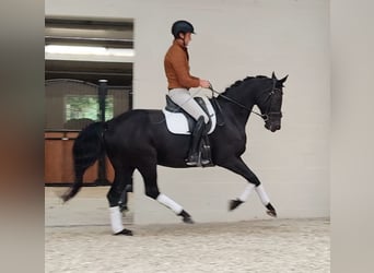 Belgisch Warmbloed, Merrie, 8 Jaar, 170 cm, Zwart