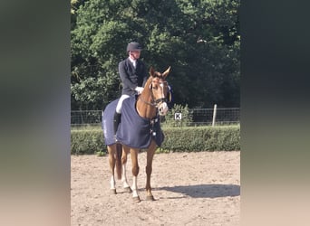 Belgisch Warmbloed, Merrie, 8 Jaar, 172 cm, Vos