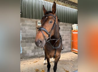 Belgisch Warmbloed, Merrie, 8 Jaar, 174 cm, Bruin