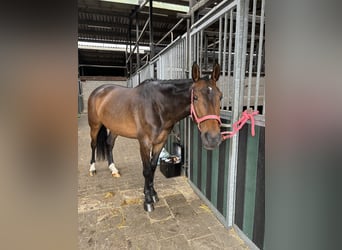 Belgisch Warmbloed, Merrie, 8 Jaar, 174 cm, Bruin