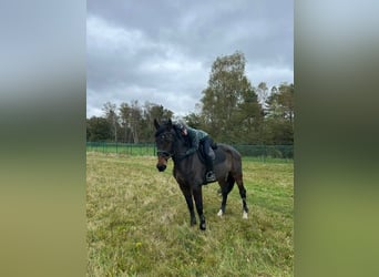 Belgisch Warmbloed, Merrie, 8 Jaar, 174 cm, Bruin