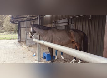 Belgisch Warmbloed, Merrie, 8 Jaar, 174 cm, Bruin