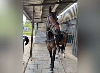 Belgisch Warmbloed, Merrie, 8 Jaar, 174 cm, Bruin