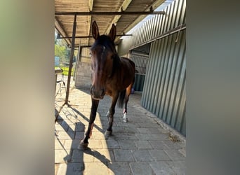 Belgisch Warmbloed, Merrie, 8 Jaar, 174 cm, Bruin