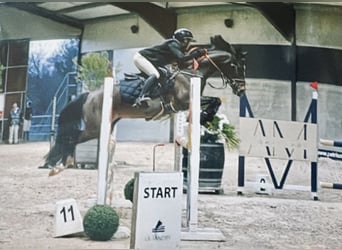 Belgisch Warmbloed, Merrie, 9 Jaar, 144 cm, Zwartbruin