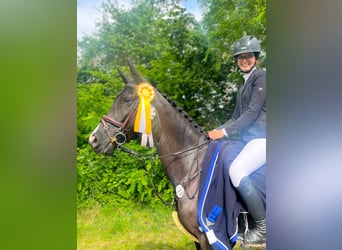 Belgisch Warmbloed, Merrie, 9 Jaar, 163 cm, Donkerbruin