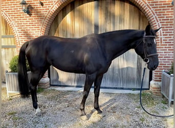 Belgisch Warmbloed, Merrie, 9 Jaar, 165 cm, Zwart