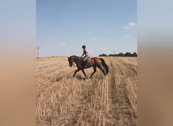 Belgisch Warmbloed, Merrie, 9 Jaar, 168 cm, Roodbruin