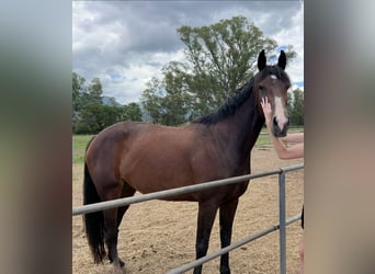 Belgisch Warmbloed, Merrie, 9 Jaar, 168 cm, Roodbruin