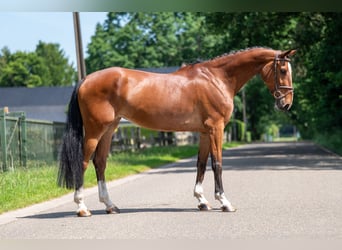 Belgisch Warmbloed, Merrie, 9 Jaar, 168 cm
