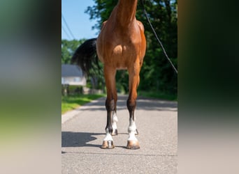 Belgisch Warmbloed, Merrie, 9 Jaar, 168 cm