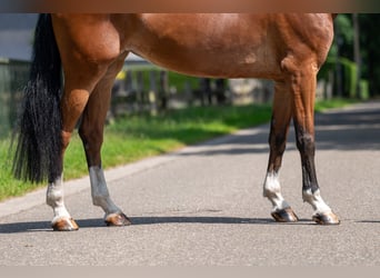 Belgisch Warmbloed, Merrie, 9 Jaar, 168 cm