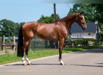 Belgisch Warmbloed, Merrie, 9 Jaar, 168 cm