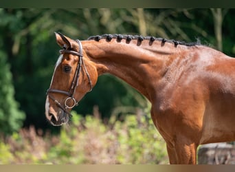 Belgisch Warmbloed, Merrie, 9 Jaar, 168 cm