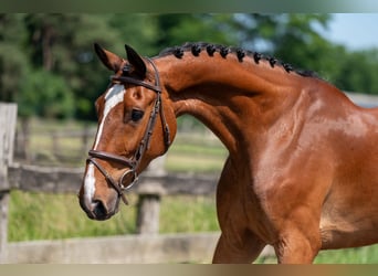 Belgisch Warmbloed, Merrie, 9 Jaar, 168 cm