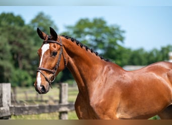 Belgisch Warmbloed, Merrie, 9 Jaar, 168 cm