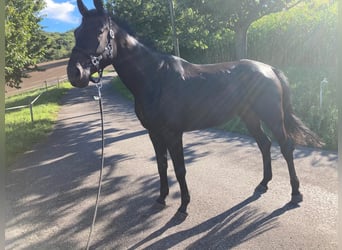 Belgisch Warmbloed, Merrie, 9 Jaar, 169 cm, Zwart