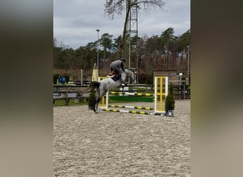 Belgisch Warmbloed, Merrie, 9 Jaar, 170 cm, Blauwschimmel