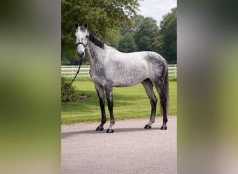 Belgisch Warmbloed, Merrie, 9 Jaar, 170 cm, Blauwschimmel