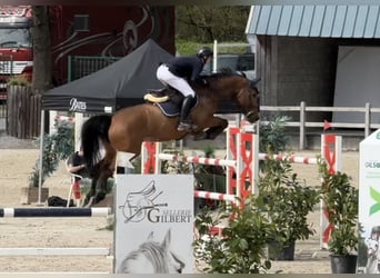 Belgisch Warmbloed, Merrie, 9 Jaar, 170 cm, Donkerbruin