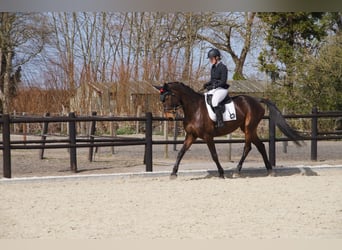 Belgisch Warmbloed, Merrie, 9 Jaar, 171 cm, Bruin