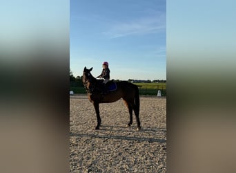 Belgisch Warmbloed, Merrie, 9 Jaar, 171 cm, Bruin