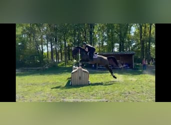 Belgisch Warmbloed, Merrie, 9 Jaar, 171 cm, Bruin