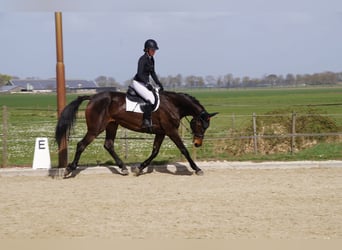 Belgisch Warmbloed, Merrie, 9 Jaar, 171 cm, Bruin