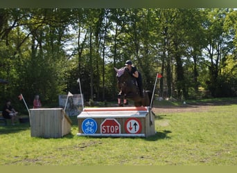 Belgisch Warmbloed, Merrie, 9 Jaar, 171 cm, Bruin