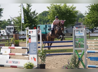 Belgisch Warmbloed, Merrie, 9 Jaar, 171 cm, Bruin