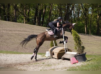 Belgisch Warmbloed, Merrie, 9 Jaar, 171 cm, Bruin