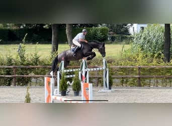 Belgisch Warmbloed, Merrie, 9 Jaar, 181 cm, Donkerbruin