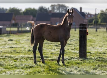 Belgisch Warmbloed, Merrie, veulen (06/2024), 125 cm, Donkerbruin