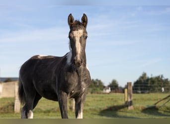 Belgisch Warmbloed, Merrie, veulen (05/2024), 130 cm, Gevlekt-paard