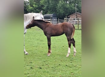 Belgisch Warmbloed, Merrie, Veulen (03/2025), 143 cm, Donkere-vos