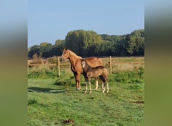 Belgisch Warmbloed, Merrie, veulen (06/2023), 160 cm, Falbe