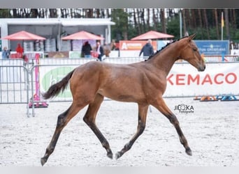 Belgisch Warmbloed, Merrie, Veulen (04/2025), 168 cm, Bruin