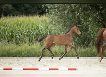 Belgisch Warmbloed, Merrie, Veulen (04/2025), 168 cm, Bruin