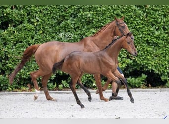 Belgisch Warmbloed, Merrie, Veulen (04/2025), 168 cm, Bruin