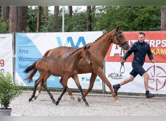 Belgisch Warmbloed, Merrie, Veulen (04/2025), 168 cm, Bruin