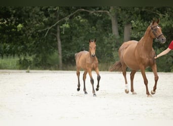 Belgisch Warmbloed, Merrie, Veulen (04/2025), 168 cm, Bruin