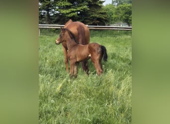 Belgisch Warmbloed, Merrie, Veulen (04/2025), 168 cm, Bruin
