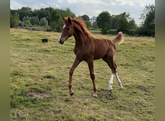 Belgisch Warmbloed, Merrie, veulen (04/2023), 168 cm, Vos