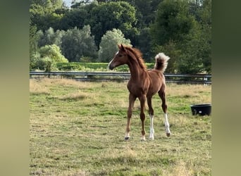 Belgisch Warmbloed, Merrie, veulen (04/2023), 168 cm, Vos