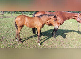 Belgisch Warmbloed, Merrie, veulen (05/2023), Brauner