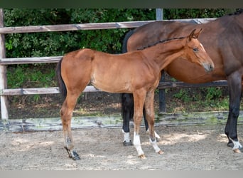 Belgisch Warmbloed, Merrie, veulen (05/2024), Bruin