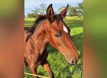 Belgisch Warmbloed, Merrie, veulen (06/2024), Bruin